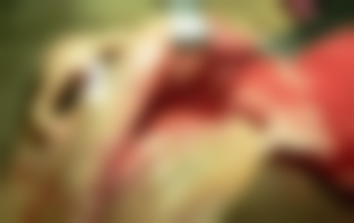 广东省口腔医院怎么预约？附2025官方预约流程及广州曙光口腔/优典口腔挂号攻略